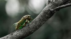 Ο εκπληκτικός κύκλος ζωής των τζιτζικιών -17 χρόνια κάτω από τη γη, στο φως για 6 εβδομάδες