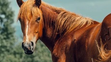 Μάχη για τη τη ζωή του δίνει ο 25χρονος που δέχθηκε κλωτσιά από το άλογό του σε πανηγύρι της Λέσβου - Πώς έγινε το ατύχημα
