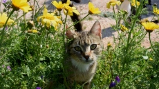 Διαμελισμένα γατάκια σε δημόσιους χώρους, μήνυση κατά αγνώστου από τον Δήμο Ελληνικού-Αργυρούπολης