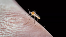 Ιός Δυτικού Νείλου: Κίνδυνος για 9 περιοχές της Αττικής λόγω των κουνουπιών