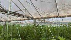 Θερμοκήπιο με 640 δενδρύλλια κάνναβης εντοπίστηκε στον Κίσσαμο στα Χανιά - Συνελήφθη ένας 46χρονος
