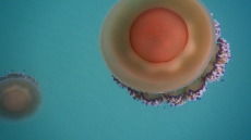 Μέδουσες σε έξαρση και φέτος στα ελληνικά νερά – Ποιες να αποφεύγουμε, τι να προσέχουμε
