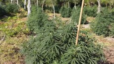 Εξαρθρώθηκε συμμορία που καλλιεργούσε και διακινούσε κάνναβη -  Πάνω από 2 εκατ. ευρώ τα εκτιμώμενα κέρδη της