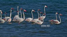 Ναύπλιο: Περισσότερα από 50 ροζ φλαμίνγκο προσγειώθηκαν στις ακτές, δείτε φωτογραφίες και βίντεο