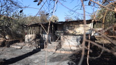 Η επόμενη μέρα της πυρκαγιάς στο Κρυονέρι Αττικής - Δείτε φωτογραφίες
