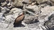 Γυπαετός εντοπίστηκε ανήμπορος να πετάξει σε θάλασσα στην Κρήτη
