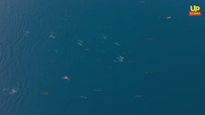 Τεράστια αγέλη από δελφίνια κάνουν «χορογραφία» στον Θεολόγο – Δείτε βίντεο 
