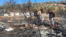 Από αδήλωτα μελίσσια η καταστροφική φωτιά στον Υμηττό - Φωτογραφίες ντοκουμέντα από το σημείο