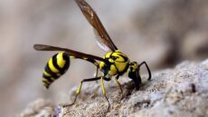 Ραδιενεργή σφηκοφωλιά εντοπίστηκε σε πυρηνική εγκατάσταση στις ΗΠΑ
