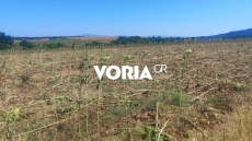 Αγριόχοιροι ισοπεδώνουν καλλιέργειες ηλίανθων στη Θεσσαλονίκη - Ζημιές ως και 100% αναφέρουν οι αγρότες 
