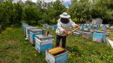 Το 50% των βιολογικών στην Κρήτη δεν δικαιούται επιδότηση, έδειξαν οι έλεγχοι