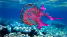 Tι να κάνετε αν σας τσιμπήσει μωβ μέδουσα – Δείτε βίντεο