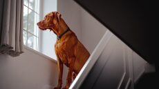 Πόσο μπορεί να μείνει ένας σκύλος στο σπίτι μόνος του; Μάθετε τι είναι «ο κανόνας των 4 ωρών»