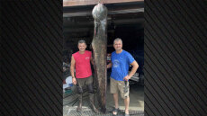 Κοζάνη: Ψαράδες έπιασαν γουλιανό 100 κιλών στη λίμνη Πολυφύτου - Δείτε βίντεο