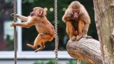 Σάλος στη Γερμανία για ζωολογικό κήπο που σκότωσε 12 μπαμπουίνους και τους έριξε στα λιοντάρια - «Δεχόμαστε απειλές, μας λένε Ναζί»