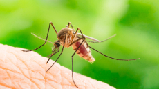 Δύο νέα κρούσματα λοίμωξης από τον ιό του Δυτικού Νείλου την τελευταία εβδομάδα