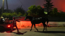 Διάσωση αλόγου από το πύρινο μέτωπο στην Ανατολική Αττική - Δείτε βίντεο