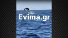 Δελφίνια χάρισαν μοναδικό θέαμα στη Βόρεια Εύβοια – Δείτε βίντεο

