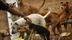 Διορία δύο μηνών από το Ανώτατο Δικαστήριο στην Ινδία για να μαζέψουν όλα τα αδέσποτα σκυλιά από το Δελχί
