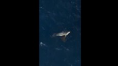 Η στιγμή που φώκια επιτίθεται σε χελώνα Caretta caretta στο λιμάνι της Σύρου - Δείτε βίντεο