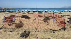 Δεύτερη φωλιά θαλάσσιας χελώνας στην Νάξο - Δείτε φωτογραφίες