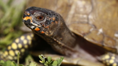 Αντιμέτωπος με φυλάκιση Κινέζος που είχε εξαγάγει 850 χελώνες μέσα σε κάλτσες
