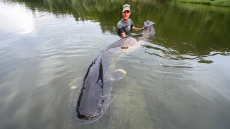 Ψαράς στην Τσεχία έβγαλε γατόψαρο μήκους 2,68 μέτρων μετά από μάχη 50 λεπτών - Δείτε φωτογραφίες