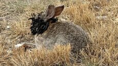 Ανησυχία στις ΗΠΑ από κουνέλια-Φράνκεσταϊν με κέρατα στο κεφάλι - Πού οφείλονται οι απόκοσμες εικόνες