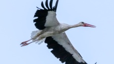 Το Κέντρο Διάσωσης Άγριας Ζωής των Πράσινων Βαλκανίων απελευθέρωσε στη φύση 24 πελαργούς