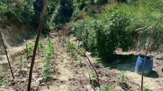 Χαλκιδική: Συνελήφθη 47χρονος για καλλιέργεια 94 δενδρυλλίων κάνναβης	