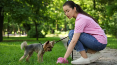Τι αποκαλύπτουν τα περιττώματα του σκύλου για τη μικροβιακή αντοχή