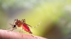 Δάγκειος πυρετός: Συνεχίζεται η εξάπλωση στην Ευρώπη – Ποιες χώρες αναφέρουν ενεργά κρούσματα
