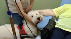 Συγκίνηση στο νοσοκομείο Μεταξά: Ασθενείς αγκαλιάζουν σκύλους κατά τη διάρκεια της χημειοθεραπείας