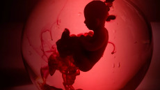 Έμβρυο καταγράφεται για πρώτη φορά να εμφυτεύεται στη μήτρα σε πραγματικό χρόνο – Δείτε βίντεο