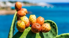 Φραγκόσυκα: Τα οφέλη τους, πώς τα καθαρίζουμε και πώς τα καταναλώνουμε
