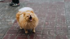 Το πιο σημαντικό που πρέπει να κάνετε για να σταματήσει ο σκύλος σας να γαβγίζει