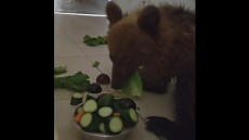 Το αρκουδάκι που τραυματίστηκε σε τροχαίο στην Καστοριά αναρρώνει βήμα βήμα - Δείτε βίντεο