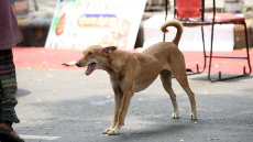 Ανακαλείται η απόφαση του Ανώτατου Δικαστηρίου της Ινδίας να κλειστούν σε καταφύγια ένα εκατ. αδέσποτα σκυλιά
