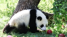 Πάρτι γενεθλίων για τα δίδυμα πάντα του ζωολογικού κήπου του Βερολίνου

