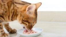 Πώς οι γάτες αγάπησαν τόσο πολύ τα ψάρια- Οι 3 θεωρίες