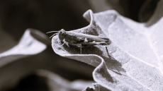 Όταν οι ακρίδες σκίασαν τον Αττικό ουρανό και ανάγκασαν τον δήμαρχο Πετράκη να τις επικηρύξει