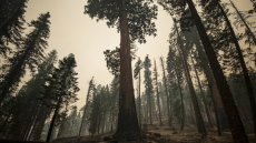 Παράνομη φυτεία μαριχουάνας έκτασης 50 στρεμμάτων βρέθηκε μέσα σε εθνικό πάρκο στη Καλιφόρνια
