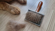 5 μύθοι που όλοι πιστεύουμε για τις τριχόμπαλες της γάτας