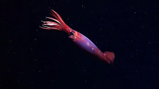 Μια σπάνια ανακάλυψη σε βάθος 2.152 μέτρων: Κατέγραψαν ζωντανό καλαμάρι στην Ανταρκτική - Δείτε βίντεο