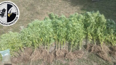 Θεσσαλονίκη: Συνελήφθη άνδρας για καλλιέργεια δενδρυλλίων κάνναβης στην αυλή του σπιτιού του