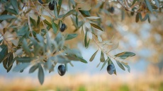 Μεσσηνία: Η γαστρονομική κληρονομιά μιας ευλογημένης γης
