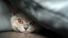 Τα 5 πράγματα που κάνουμε και προκαλούμε άγχος στη γάτα μας