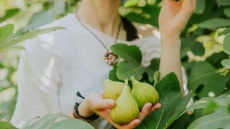 Είμαστε τελικά «κλεφτοσυκάδες»; Ποιο φρούτο δανειζόμαστε συχνά από τα δέντρα άλλων
