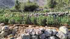 Φυτεία με πάνω από 2.000 δενδρύλλια κάνναβης στην Ανατολική Μάνη - Συνελήφθησαν τέσσερα άτομα