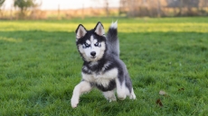 Χάσκι VS Μάλαμουτ: Οι ομοιότητες και οι διαφορές ανάμεσα σε δύο φυλές που συχνά μπερδεύουμε